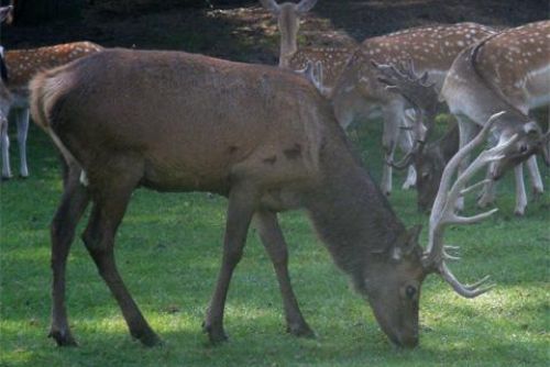 Foto: Pytlák za Novou Vsí střelil jelena, odřízl mu hlavu