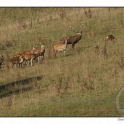 Sika japonský stále více proniká na území NP Šumava