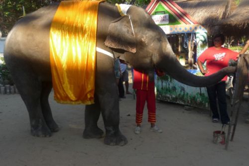 Foto: Sloni jsou plzeňské zoo opět blíž, město mění pozemky