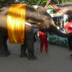 Sloni jsou plzeňské zoo opět blíž, město mění pozemky
