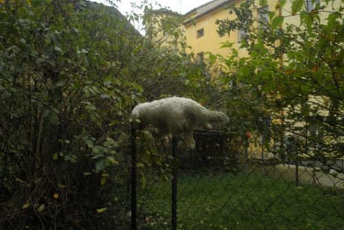 Foto: Strážníci v Plzni vyjížděli k mrtvému psu na plotě. Byl z plyše