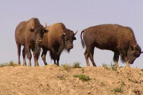 Foto: Střelec na Plzeňsku nejspíš likviduje bizony