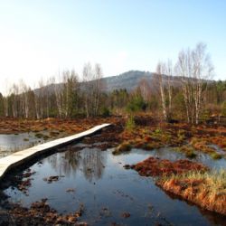 Šumava ve čtvrtek otevírá stezku Soumarské rašeliniště