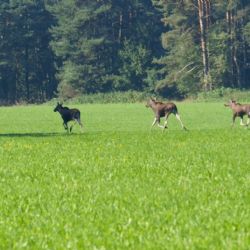 Turistka vyfotografovala na Šumavě tři losy najednou