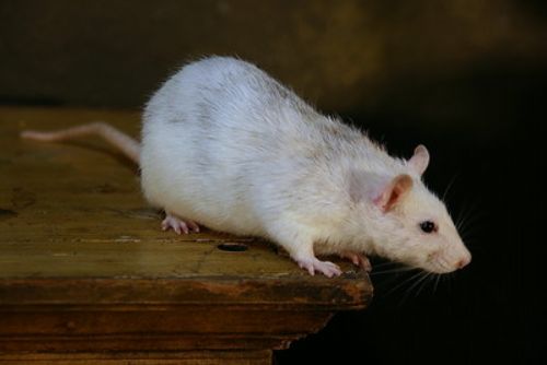 Foto: U Holýšova ukradli čtyři tisíce bílých myší