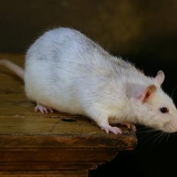 U Holýšova ukradli čtyři tisíce bílých myší