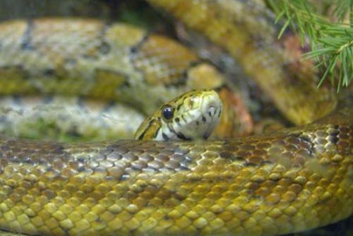 Foto: Obyvatele Ledecké ulice vystrašil had, strážníci ho chytili