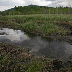 Vyražte na šumavské Soumarské rašeliniště s průvodcem