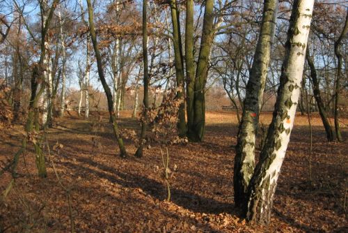 Foto: Začala obnova dřevin v historické části Borského parku