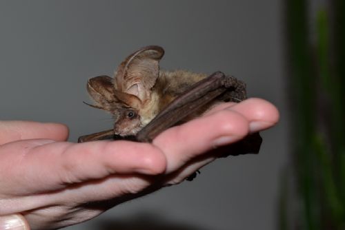 Foto: Záchranáři zvířat z Plzně pátrali po nálezci netopýra 