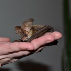 Záchranáři zvířat z Plzně pátrali po nálezci netopýra 