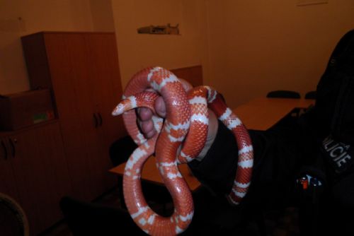 Foto: Zaměstnance plzeňské pošty vyděsil 1,5 metru dlouhý had