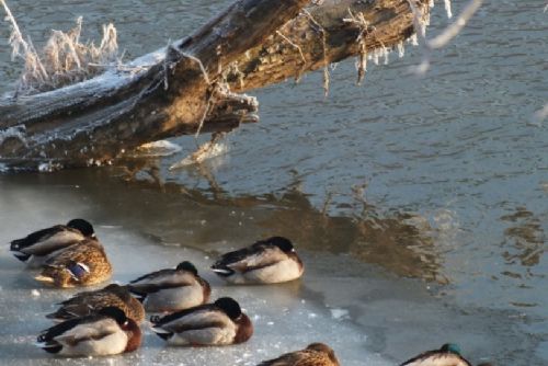 Foto: Zimoviště u svatého Jiří láká na stovky vodních ptáků