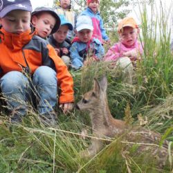 Zvířecí záchranáři jsou zahlceni ´opuštěnými´ mláďaty