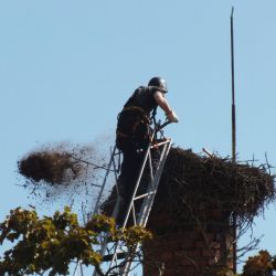 Zvířecí záchranáři předělávali čapí hnízdo ve Stříbře