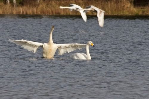 Foto: Zvířecí záchranáři prosí: Nekrmte na Boleváku labutě