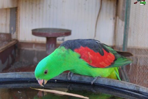 Foto: Chovatelé vlhčí papoušky rozprašovačem