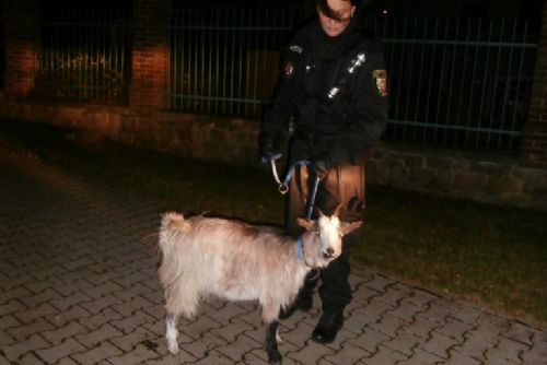 Foto: K rodince na výletě na plzeňském Krkavci se přidala koza