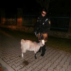 K rodince na výletě na plzeňském Krkavci se přidala koza
