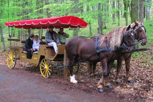 Foto: Každý víkend na Modravě poveze turisty vůz tažený koňmi 