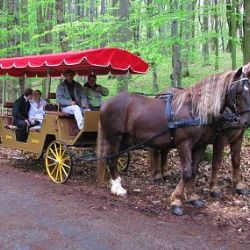 Každý víkend na Modravě poveze turisty vůz tažený koňmi 
