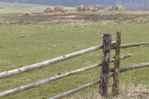 Foto: Na Tachovsku začali chovat bizony na maso