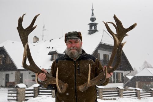 Foto: Král lesa shodil své paroží, jako první jelen na Šumavě 