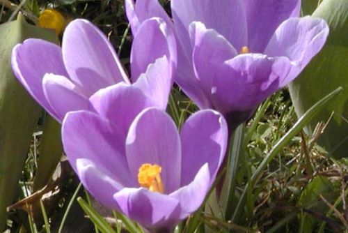 Foto: Počátkem dubna můžete v přírodě hledat jaro