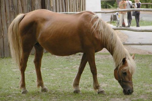 Foto: Hasiči v Touškově vytáhli koně z jímky, zůstal zdravý