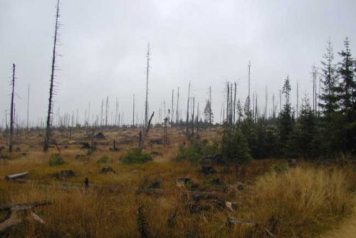 Foto: NP Šumava: Obavy ze suchého lesa nejsou na místě