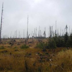 NP Šumava: Obavy z velkého šíření kůrovců jsou zbytečné