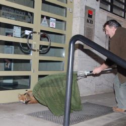 Liška se dobývala do rokycanské Komerční banky 