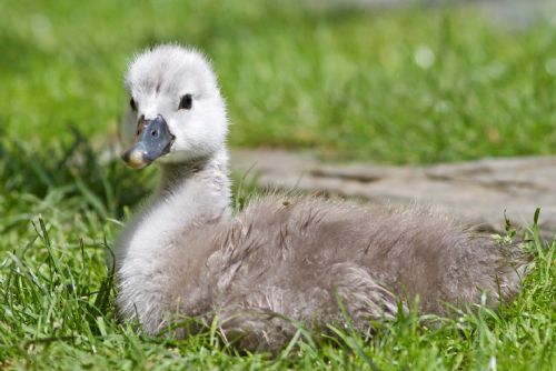 Foto: Malá labuť v záchranné stanici v Plzni má za rodiče lidi