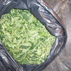 Marihuana je zatím v lékárnách jen teoreticky