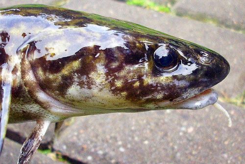 Foto: Mník jednovousý se vytírá v šumavské rybí líhni 