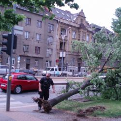 Na Klatovské třídě v Plzni komplikoval provoz padlý strom