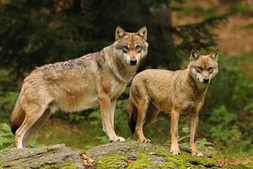 Foto: Po Šumavě se potulují vlci, v budoucnu by se tu mohla usadit smečka