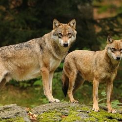 Na Šumavě u Srní vyroste vlčí safari za 90 milionů
