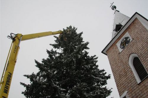 Foto: Šumavská Kvilda má připraven nejvyšší vánoční strom v ČR
