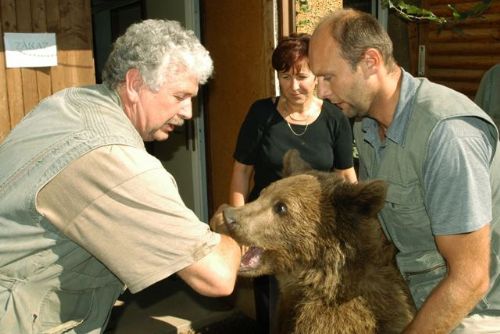 Foto: Nejstaršímu medvědovi v ZOO Plzeň je 32 let