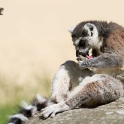 O prázdninách navštíví plzeňskou zoo více než 2000 návštěvníků denně