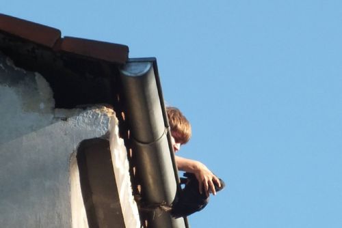 Foto: Ochránci zachránili v Plzni kavku, která visela z okapu