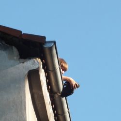 Ochránci zachránili v Plzni kavku, která visela z okapu