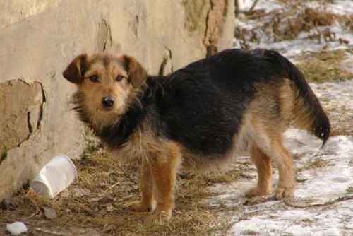 Foto: Strážníci v Plzni v říjnu odchytili 51 psů, jen sedm je doma