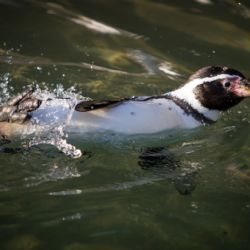 Plzeňská ZOO dokončila rekonstrukci prostor pro tučňáky