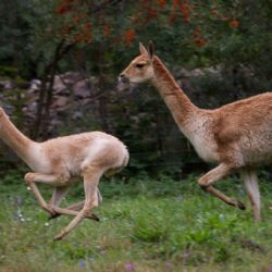 Plzeňská zoo představila nové mládě lamy vikuni