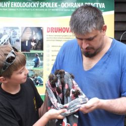Plzeňské byty opět atakují netopýři. Zavírejte okna!
