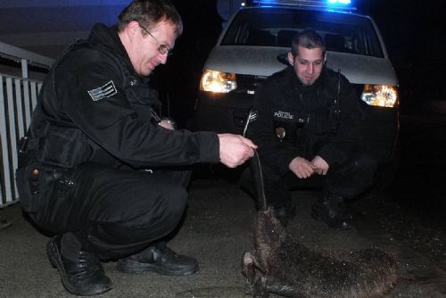 Foto: Počet bobrů stoupá, u Borské přehrady zvíře srazilo auto