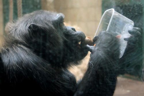 Foto: Šimpanz Bask ze ZOO Plzeň slaví 20 let