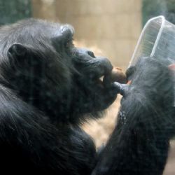 Šimpanz Bask ze ZOO Plzeň slaví 20 let